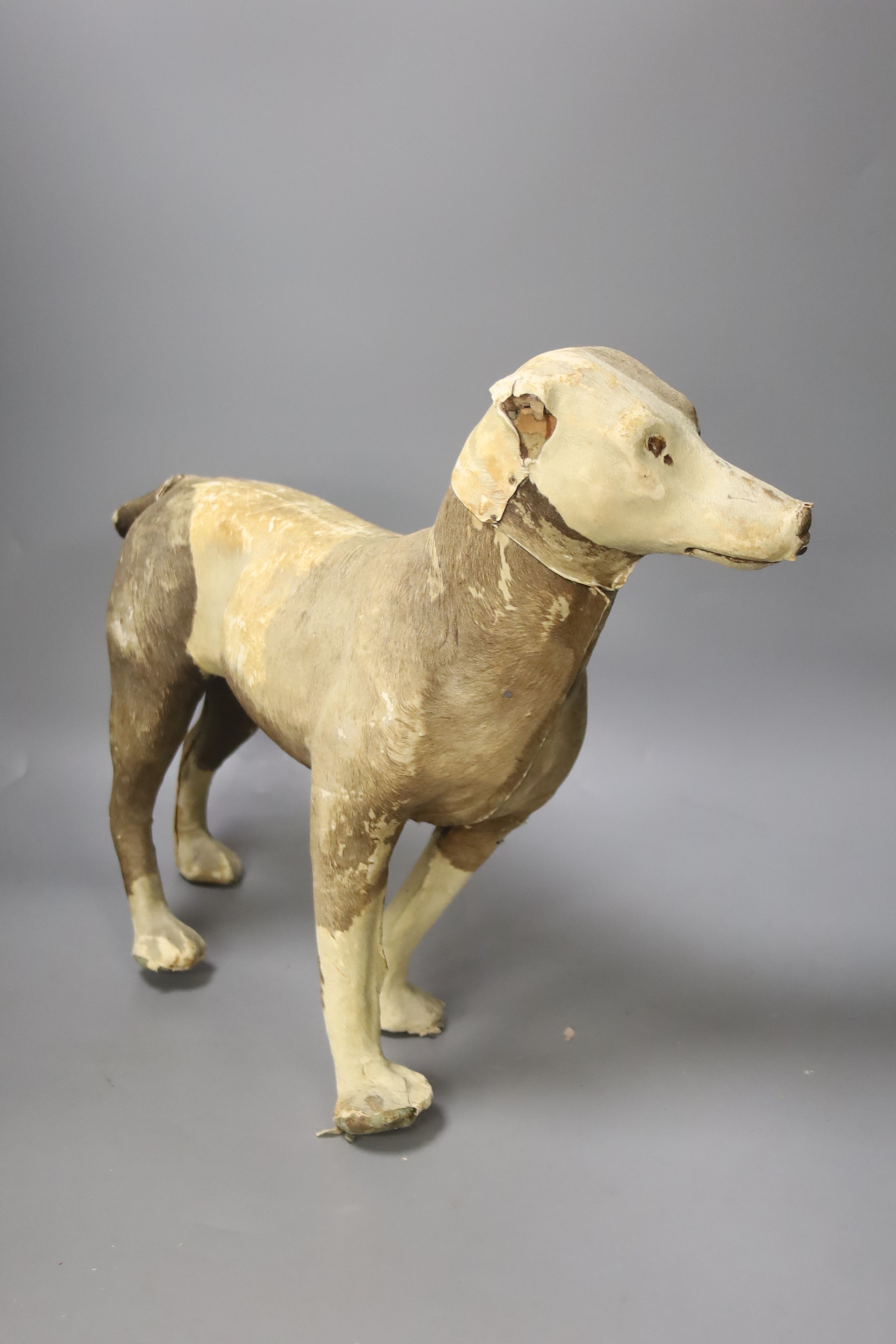 An early 20th century animal hide covered model of a terrier